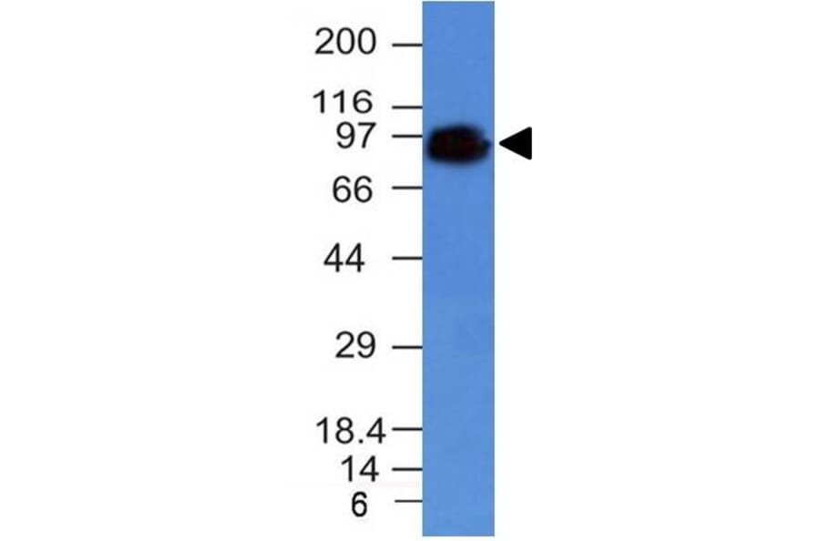 Western Blot - Anti-CD44 Antibody [HCAM/918] - BSA and Azide free (A253896) - Antibodies.com