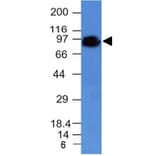 Western Blot - Anti-CD44 Antibody [HCAM/918] - BSA and Azide free (A253896) - Antibodies.com