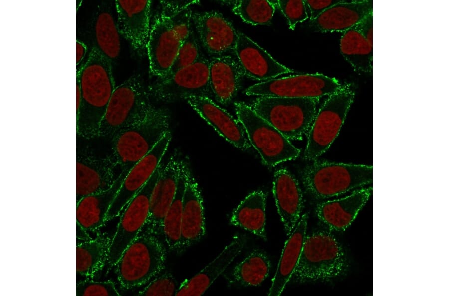 Immunofluorescence - Anti-CD44 Antibody [HCAM/918] - BSA and Azide free (A253895) - Antibodies.com