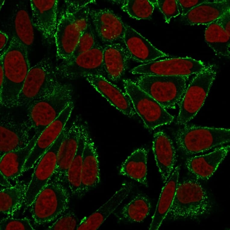 Immunofluorescence - Anti-CD44 Antibody [HCAM/918] - BSA and Azide free (A253895) - Antibodies.com