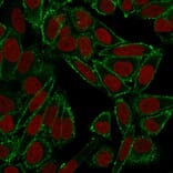 Immunofluorescence - Anti-CD44 Antibody [HCAM/918] - BSA and Azide free (A253895) - Antibodies.com