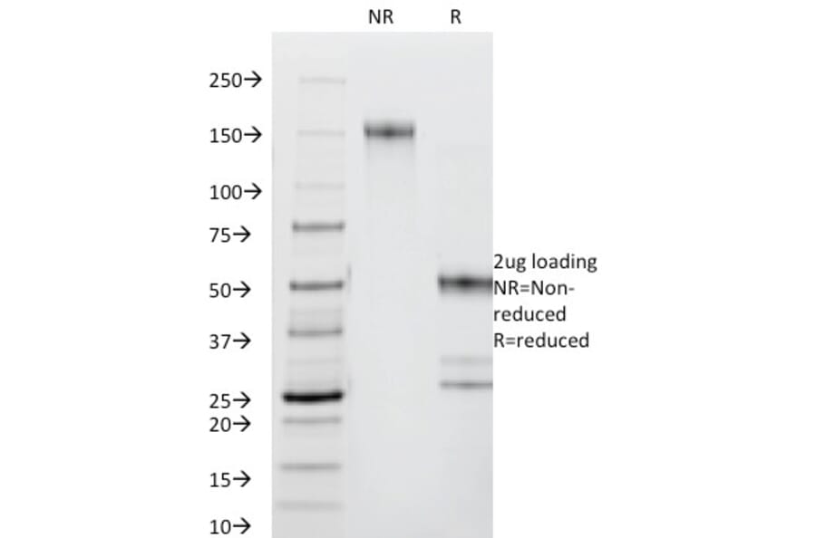 SDS-PAGE - Anti-CD44 Antibody [DF1485] - BSA and Azide free (A253897) - Antibodies.com