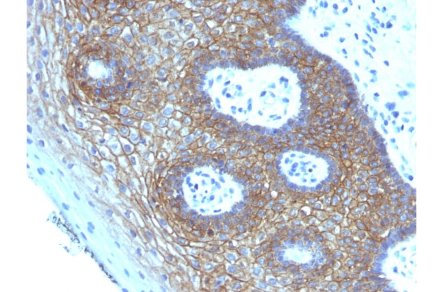 Immunohistochemistry - Anti-CD44v4 Antibody [CD44v4/1219] - BSA and Azide free (A253898) - Antibodies.com