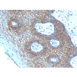 Immunohistochemistry - Anti-CD44v4 Antibody [CD44v4/1219] - BSA and Azide free (A253898) - Antibodies.com