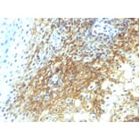 Immunohistochemistry - Anti-CD44v4 Antibody [CD44v4/1219] - BSA and Azide free (A253899) - Antibodies.com