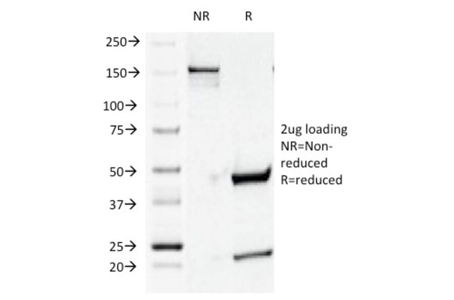 SDS-PAGE - Anti-CD44v4 Antibody [CD44v4/1219] - BSA and Azide free (A253899) - Antibodies.com