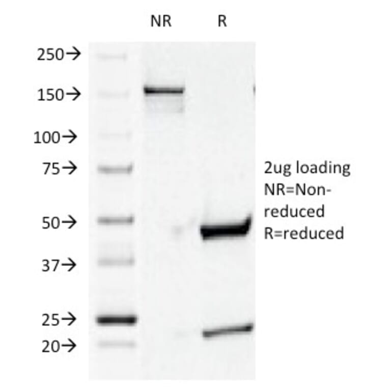 SDS-PAGE - Anti-CD44v4 Antibody [CD44v4/1219] - BSA and Azide free (A253899) - Antibodies.com