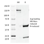 SDS-PAGE - Anti-CD44v4 Antibody [CD44v4/1219] - BSA and Azide free (A253899) - Antibodies.com