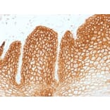 Immunohistochemistry - Anti-CD44v6 Antibody [CD44v6/1246] - BSA and Azide free (A253899) - Antibodies.com