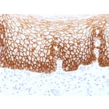 Immunohistochemistry - Anti-CD44v9 Antibody [CD44v9/1459] - BSA and Azide free (A253900) - Antibodies.com