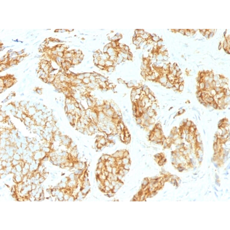 Immunohistochemistry - Anti-CD44v9 Antibody [CD44v9/1459] - BSA and Azide free (A253901) - Antibodies.com