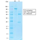 SDS-PAGE - Anti-CD44v4 Antibody [CD44v4/1700R] - BSA and Azide free (A253902) - Antibodies.com