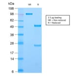 SDS-PAGE - Anti-CD44 Antibody [HCAM/2875R] - BSA and Azide free (A253903) - Antibodies.com