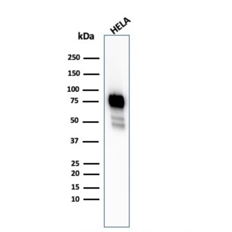 Western Blot - Anti-CD44 Antibody [HCAM/2875R] - BSA and Azide free (A253903) - Antibodies.com