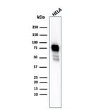 Western Blot - Anti-CD44 Antibody [HCAM/2875R] - BSA and Azide free (A253903) - Antibodies.com