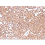 Immunohistochemistry - Anti-CD44 Antibody [HCAM/4110R] - BSA and Azide free (A253904) - Antibodies.com