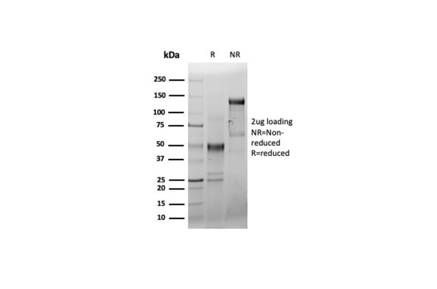 SDS-PAGE - Anti-CD44 Antibody [HCAM/6459R] - BSA and Azide free (A253905) - Antibodies.com