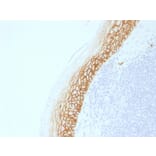 Immunohistochemistry - Anti-CD44v9 Antibody [CD44v9/2344R] - BSA and Azide free (A253905) - Antibodies.com