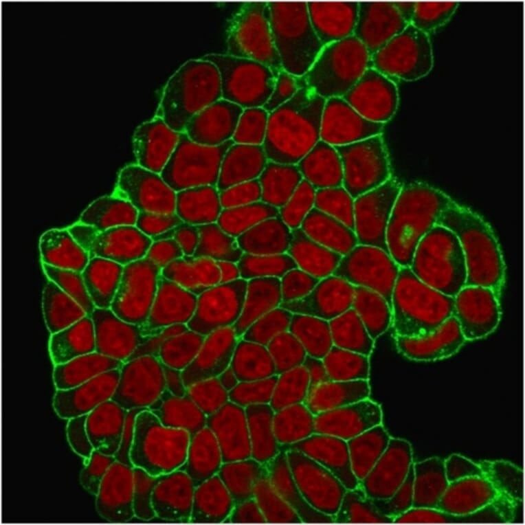 Immunofluorescence - Anti-CD47 Antibody [B6H12.2] - BSA and Azide free (A253908) - Antibodies.com