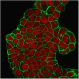 Immunofluorescence - Anti-CD47 Antibody [B6H12.2] - BSA and Azide free (A253908) - Antibodies.com