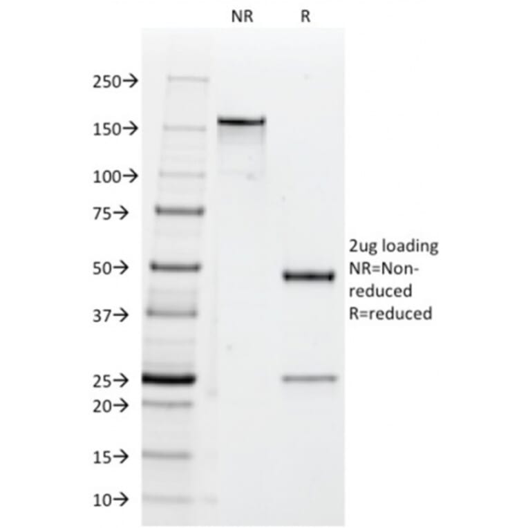 SDS-PAGE - Anti-CD47 Antibody [B6H12.2] - BSA and Azide free (A253908) - Antibodies.com