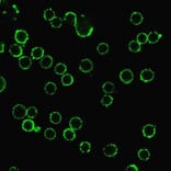 Immunofluorescence - Anti-CD47 Antibody [B6H12.2] - BSA and Azide free (A253908) - Antibodies.com