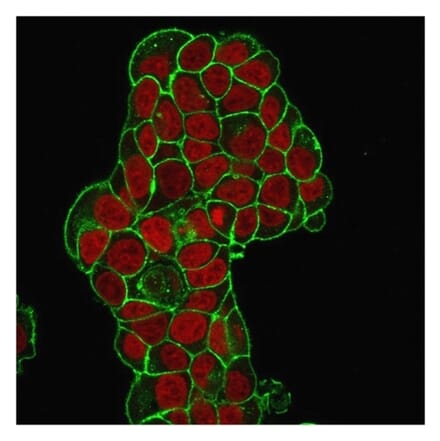 Immunofluorescence - Anti-CD47 Antibody [IAP/964] - BSA and Azide free (A253908) - Antibodies.com