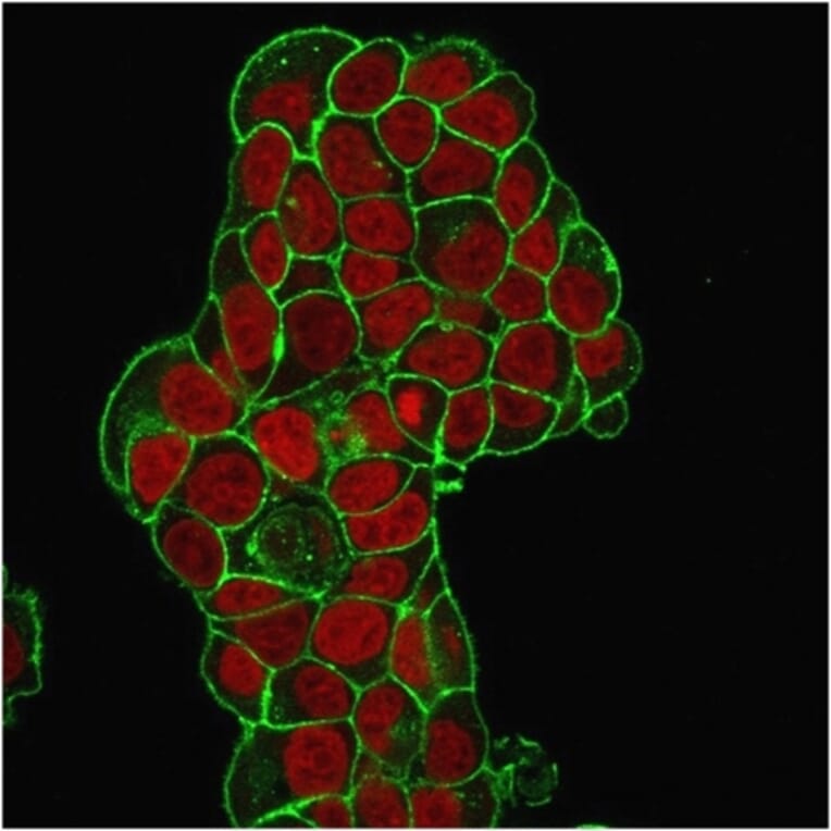 Immunofluorescence - Anti-CD47 Antibody [IAP/964] - BSA and Azide free (A253908) - Antibodies.com