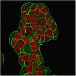 Immunofluorescence - Anti-CD47 Antibody [IAP/964] - BSA and Azide free (A253908) - Antibodies.com