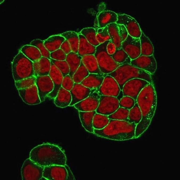 Immunofluorescence - Anti-CD47 Antibody [IAP/964 + B6H12.2] - BSA and Azide free (A253909) - Antibodies.com