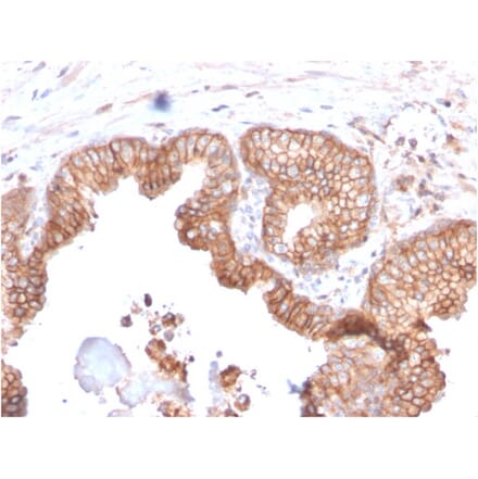 Immunohistochemistry - Anti-CD47 Antibody [CD47/2937] - BSA and Azide free (A253911) - Antibodies.com
