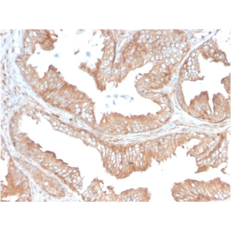 Immunohistochemistry - Anti-CD47 Antibody [CD47/3019] - BSA and Azide free (A253912) - Antibodies.com