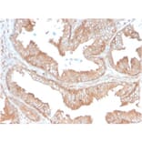 Immunohistochemistry - Anti-CD47 Antibody [CD47/3019] - BSA and Azide free (A253912) - Antibodies.com