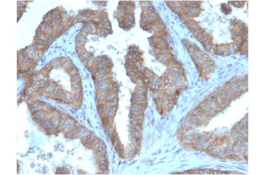 Immunohistochemistry - Anti-CD47 Antibody [CD47/3019] - BSA and Azide free (A253912) - Antibodies.com