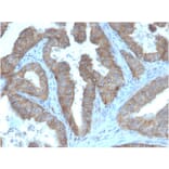 Immunohistochemistry - Anti-CD47 Antibody [CD47/3019] - BSA and Azide free (A253912) - Antibodies.com