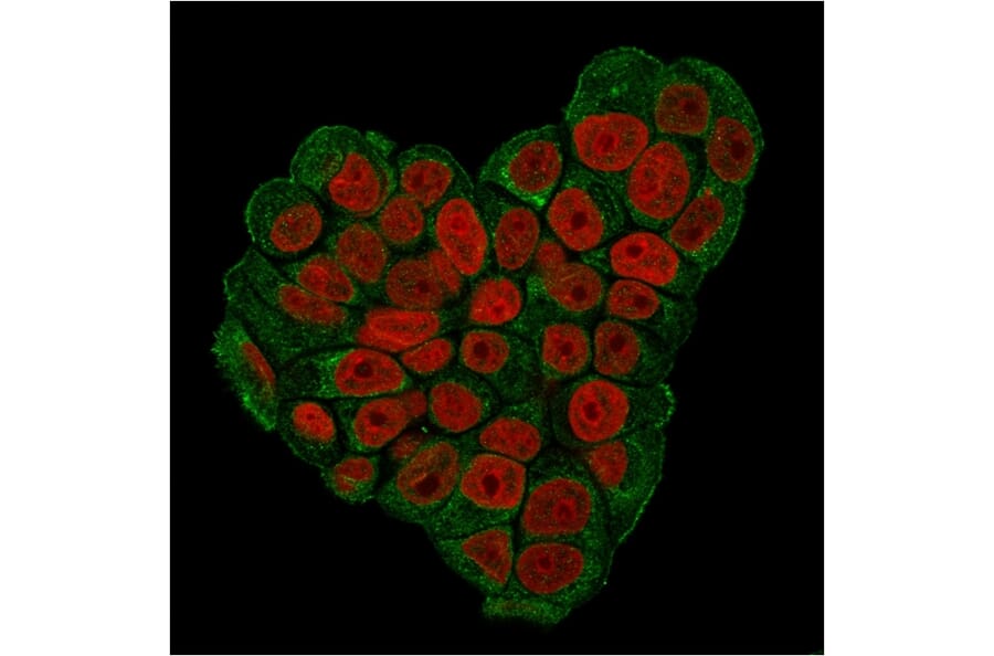 Immunofluorescence - Anti-CD47 Antibody [CD47/3019] - BSA and Azide free (A253912) - Antibodies.com