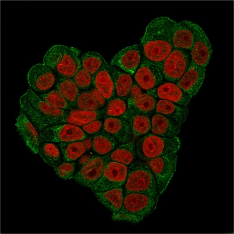 Immunofluorescence - Anti-CD47 Antibody [CD47/3019] - BSA and Azide free (A253912) - Antibodies.com