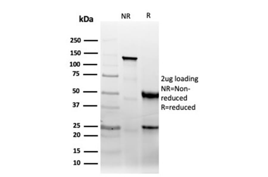SDS-PAGE - Anti-CD47 Antibody [CD47/6364R] - BSA and Azide free (A253914) - Antibodies.com