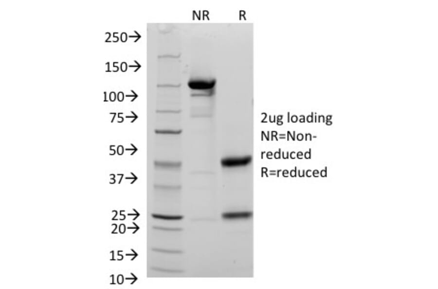 SDS-PAGE - Anti-CD48 Antibody [156-4H9] - BSA and Azide free (A253914) - Antibodies.com