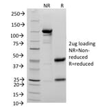 SDS-PAGE - Anti-CD48 Antibody [156-4H9] - BSA and Azide free (A253914) - Antibodies.com