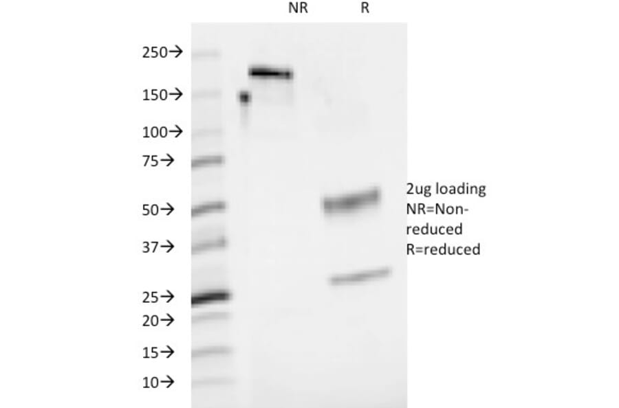 SDS-PAGE - Anti-CD48 Antibody [5-4.8] - BSA and Azide free (A253915) - Antibodies.com