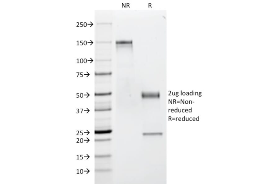 SDS-PAGE - Anti-CD53 Antibody [63-5A3] - BSA and Azide free (A253916) - Antibodies.com