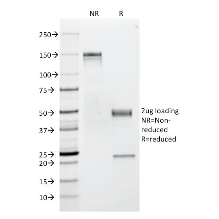 SDS-PAGE - Anti-CD53 Antibody [63-5A3] - BSA and Azide free (A253916) - Antibodies.com