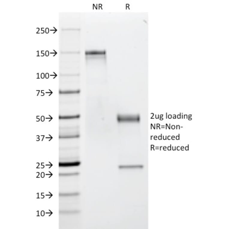 SDS-PAGE - Anti-CD53 Antibody [63-5A3] - BSA and Azide free (A253916) - Antibodies.com