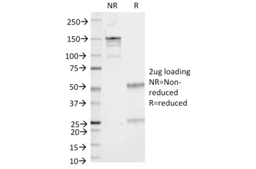 SDS-PAGE - Anti-CD53 Antibody [161-2] - BSA and Azide free (A253917) - Antibodies.com