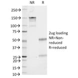SDS-PAGE - Anti-CD53 Antibody [161-2] - BSA and Azide free (A253917) - Antibodies.com