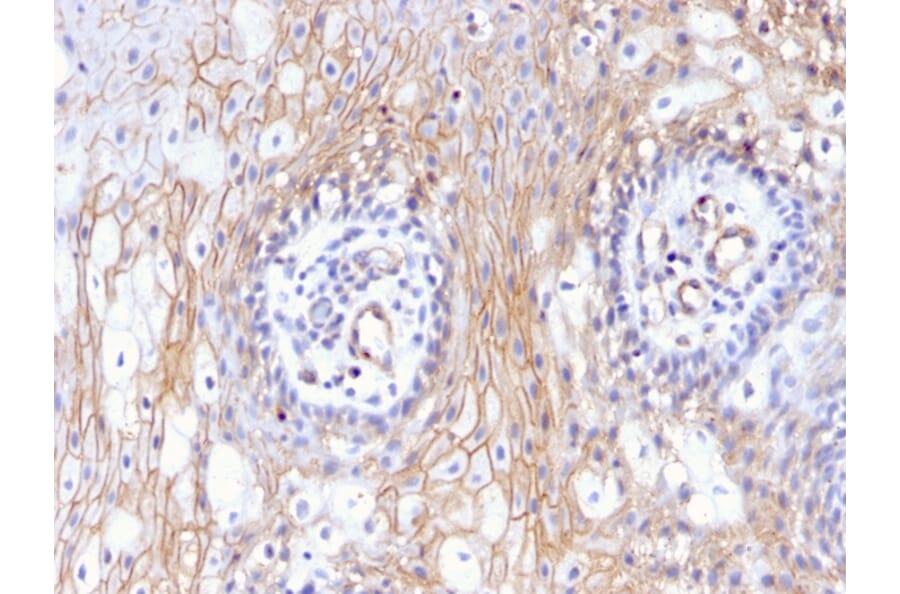 Immunohistochemistry - Anti-CD59 Antibody [MACIF/629] - BSA and Azide free (A253920) - Antibodies.com