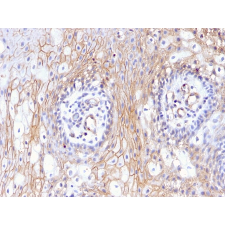 Immunohistochemistry - Anti-CD59 Antibody [MACIF/629] - BSA and Azide free (A253920) - Antibodies.com