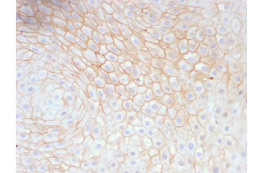 Immunohistochemistry - Anti-CD59 Antibody [MACIF/629] - BSA and Azide free (A253919) - Antibodies.com