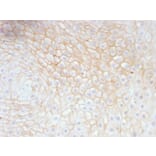 Immunohistochemistry - Anti-CD59 Antibody [MACIF/629] - BSA and Azide free (A253919) - Antibodies.com